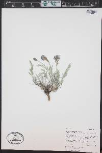 Astragalus miser var. decumbens image