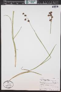 Juncus ensifolius var. montanus image