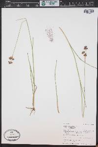 Juncus longistylis image