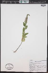Teucrium canadense var. occidentale image