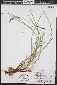Carex emoryi image