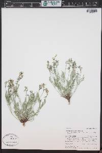 Astragalus miser var. decumbens image