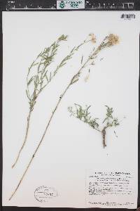 Brickellia eupatorioides var. corymbulosa image