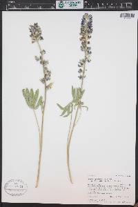 Lupinus wyethii subsp. wyethii image