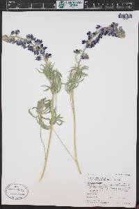 Lupinus wyethii subsp. wyethii image