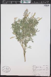 Lupinus argenteus var. laxiflorus image