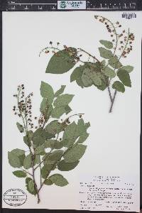 Prunus virginiana var. demissa image