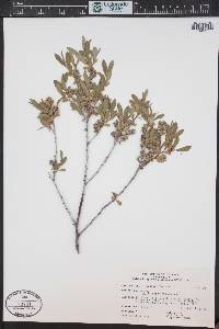 Salix geyeriana image