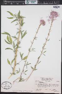 Cleomella serrulata image