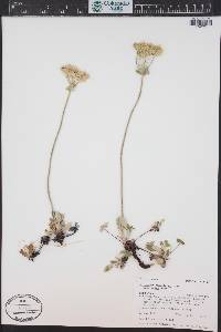 Eriogonum umbellatum var. majus image