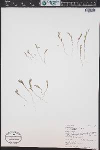 Polygonum douglasii image