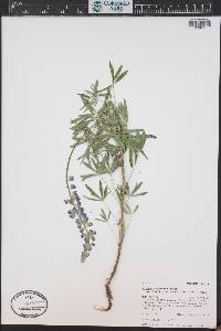 Lupinus argenteus var. laxiflorus image
