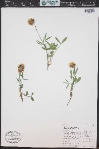 Trifolium longipes image