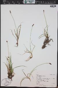 Carex nigricans image