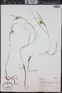 Sparganium natans image