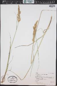 Calamagrostis stricta image