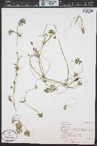 Ranunculus gmelinii image