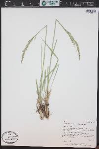 Lolium arundinaceum image