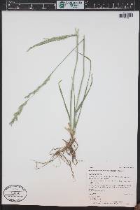Lolium arundinaceum image