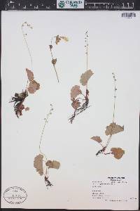 Mitella pentandra image