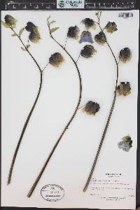 Nicandra physalodes image