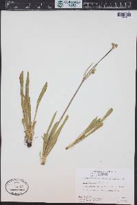 Valeriana edulis image