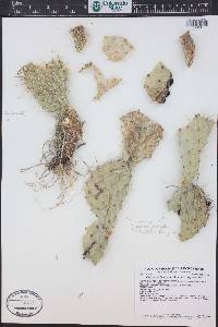 Opuntia polyacantha image