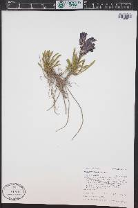Penstemon hallii image