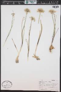 Allium textile image