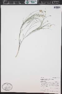 Astragalus convallarius image