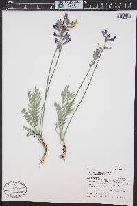 Oxytropis lambertii image