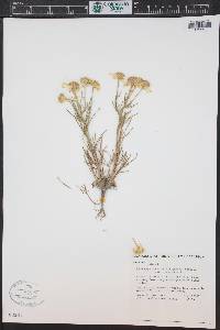 Hymenoxys richardsonii image