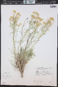 Hymenoxys richardsonii image