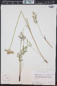 Pseudocymopterus montanus image