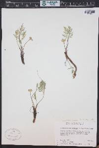 Pseudocymopterus montanus image