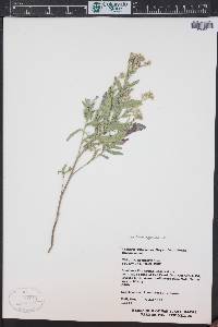 Lepidium appelianum image