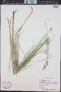 Carex molesta image