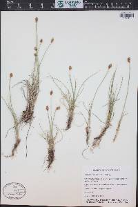 Carex duriuscula image