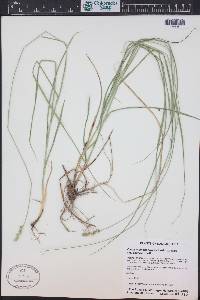 Carex muehlenbergii var. enervis image