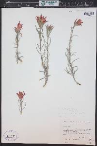 Castilleja integra image