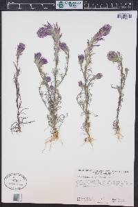 Castilleja exserta image