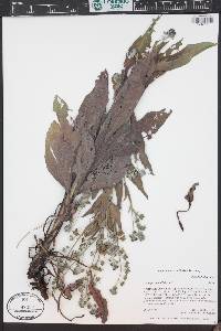Cynoglossum officinale image