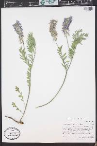 Astragalus bisulcatus image