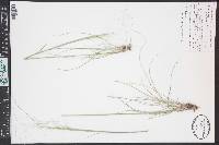 Hesperostipa comata image