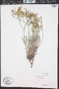 Eriogonum brevicaule image