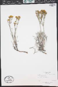 Eriogonum brevicaule image