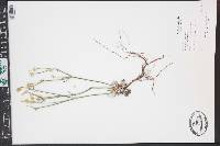 Eriogonum nudum var. deductum image