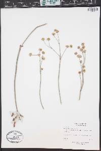 Eriogonum nudum var. auriculatum image