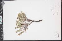 Eriogonum microtheca image
