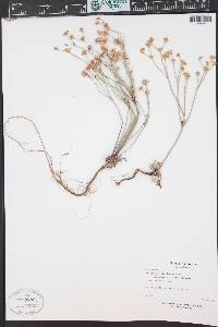 Eriogonum luteolum var. caninum image